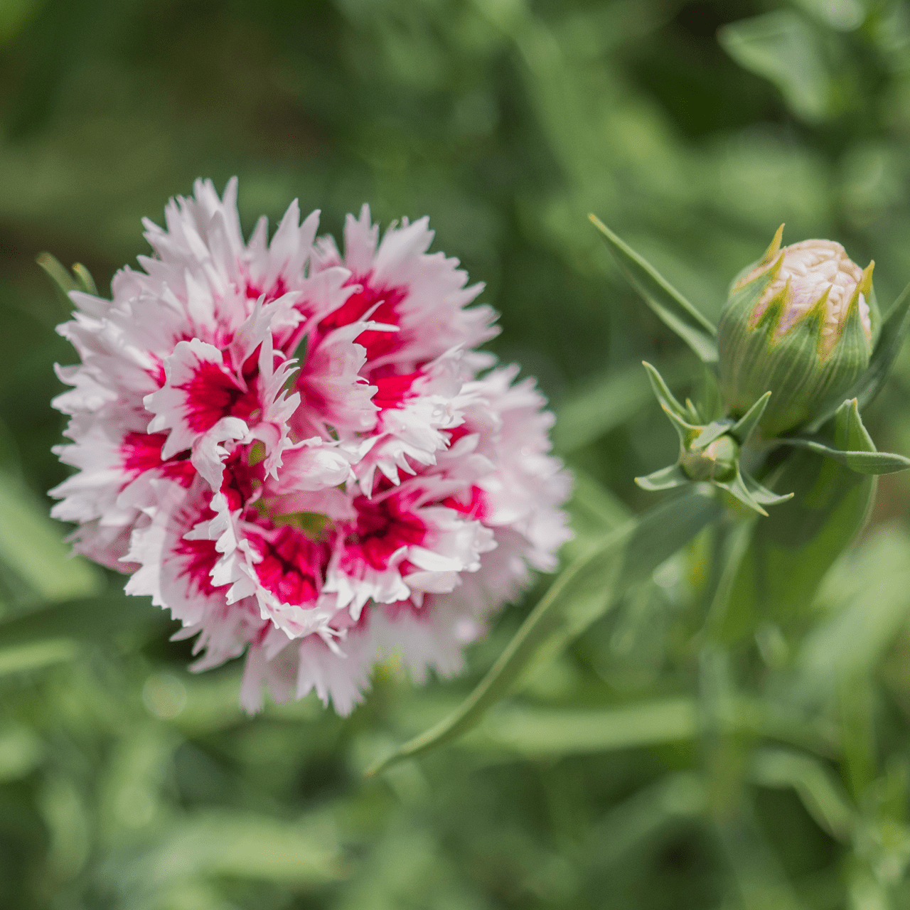China Pink Seeds (Dianthus chinensis) – Monticello Shop