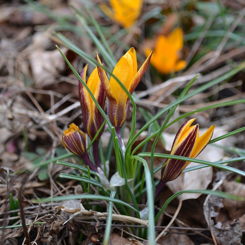 cloth of gold plant Cloth of Gold Crocus (Crocus angustifolius) – Monticello Shop
