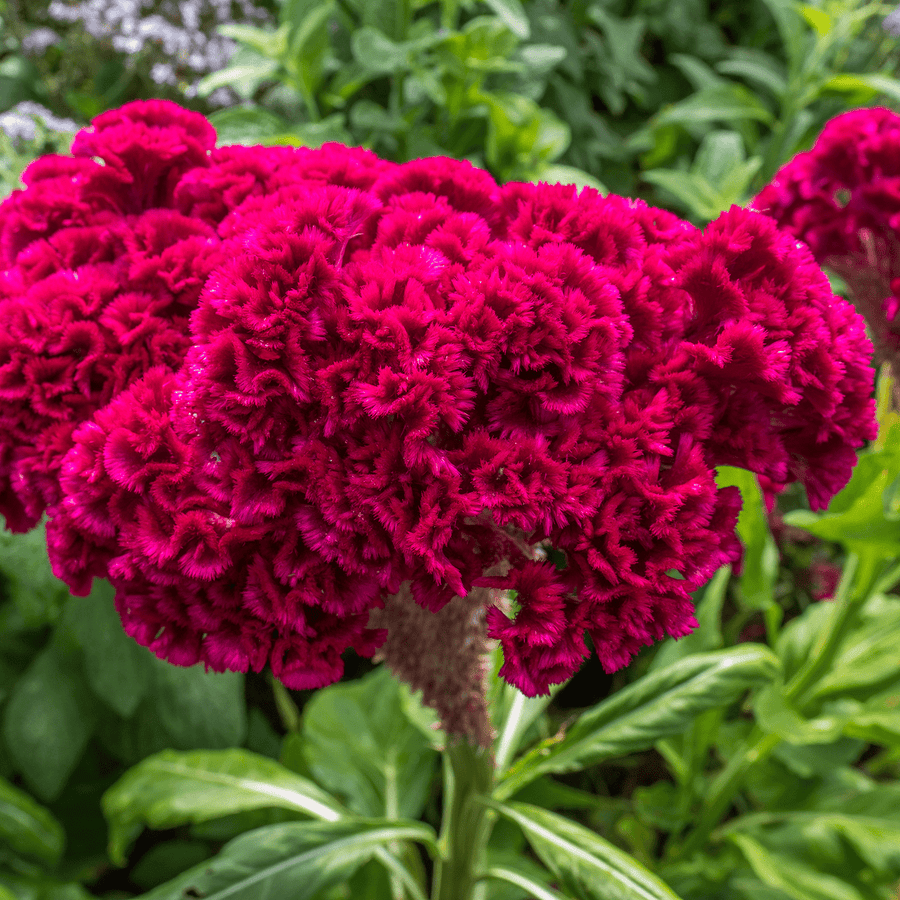 Cockscomb Seeds (Celosia argentea var. cristata) - Monticello Shop