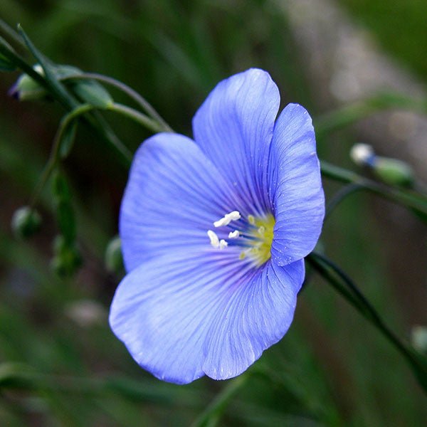 Common Flax Seeds (Linum usitatissimum) - Monticello Shop