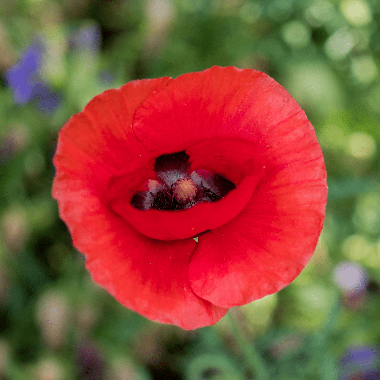 planting poppy seeds in texas Corn Poppy Seeds (Papaver rhoeas)