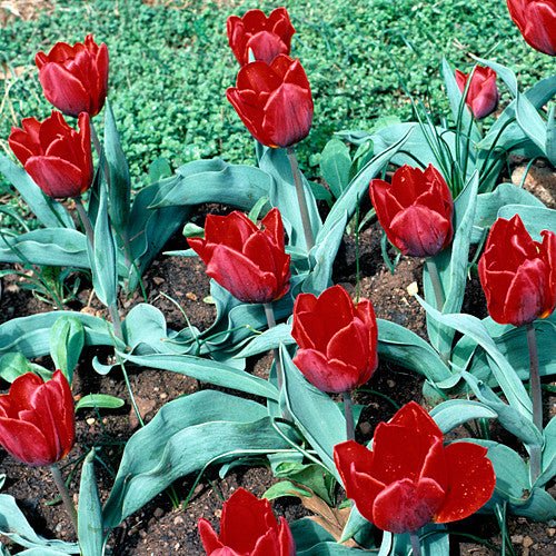 'Couleur Cardinal' Tulip (Tulipa gesneriana cv.) - Monticello Shop