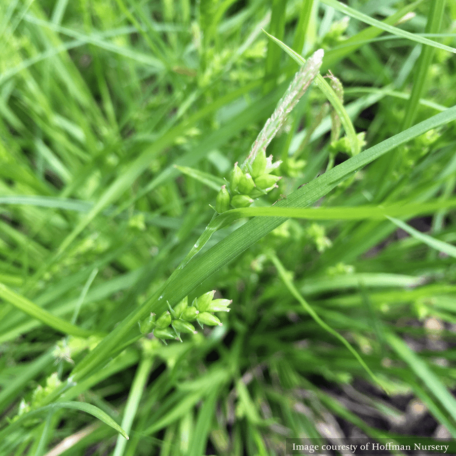 Creek Sedge (Carex amphibola) - Monticello Shop