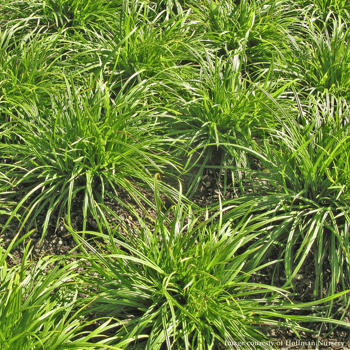 Creek Sedge (Carex amphibola) - Monticello Shop