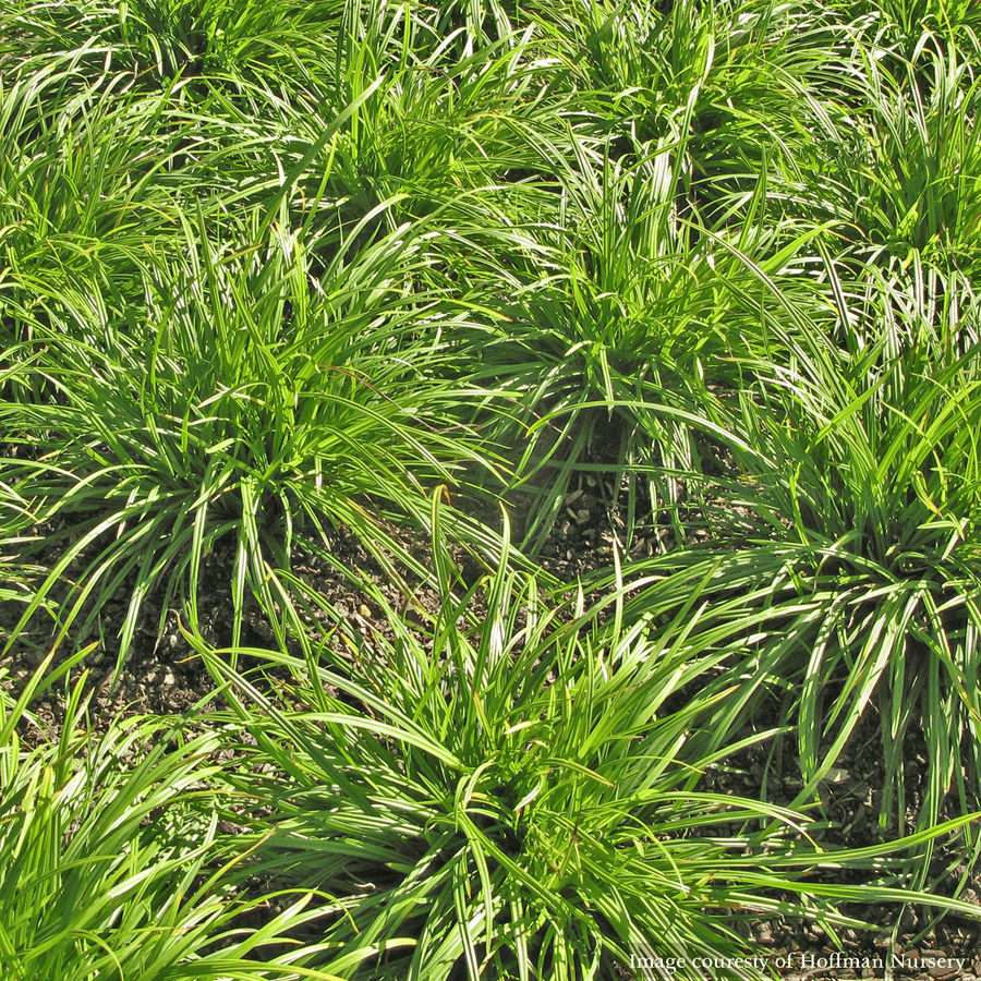 Creek Sedge (Carex amphibola) - Monticello Shop