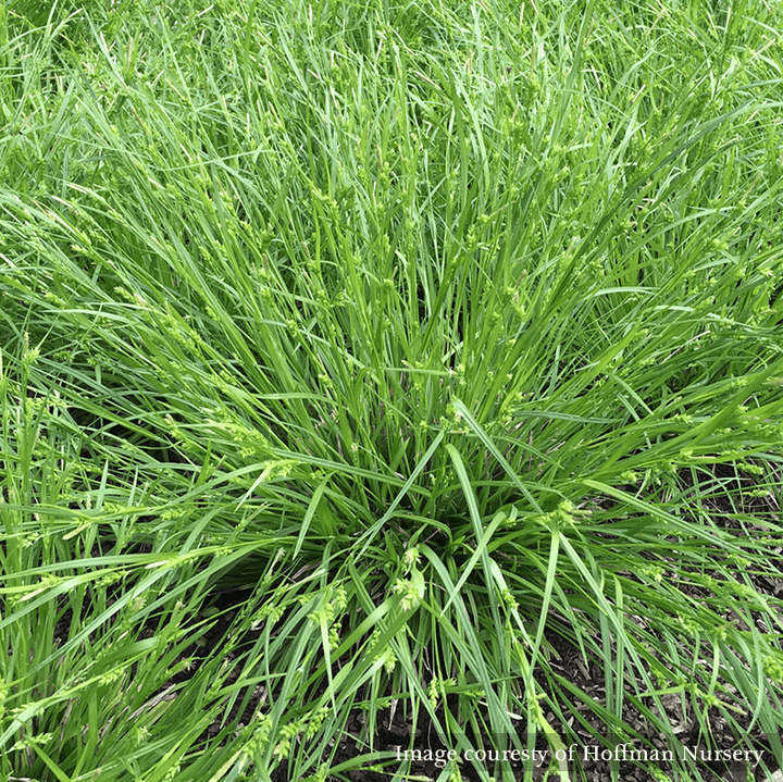 Creek Sedge (Carex amphibola) - Monticello Shop