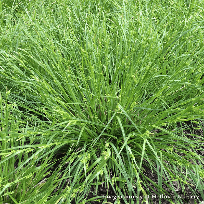Creek Sedge (Carex amphibola) - Monticello Shop
