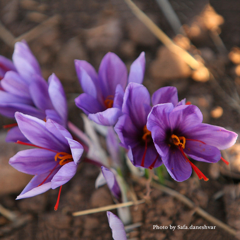Saffron Crocus (Crocus sativus)