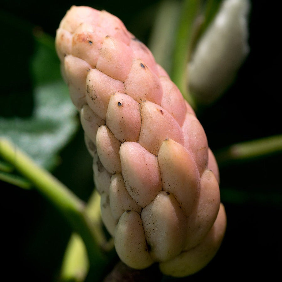 Cucumber Tree (Magnolia acuminata) - Monticello Shop