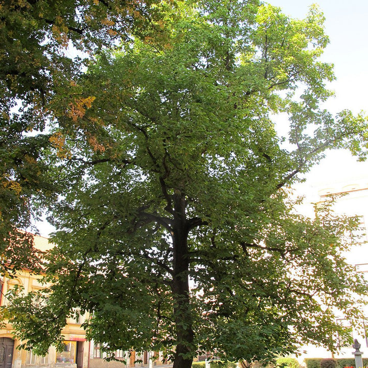 Cucumber Tree (Magnolia acuminata) - Monticello Shop
