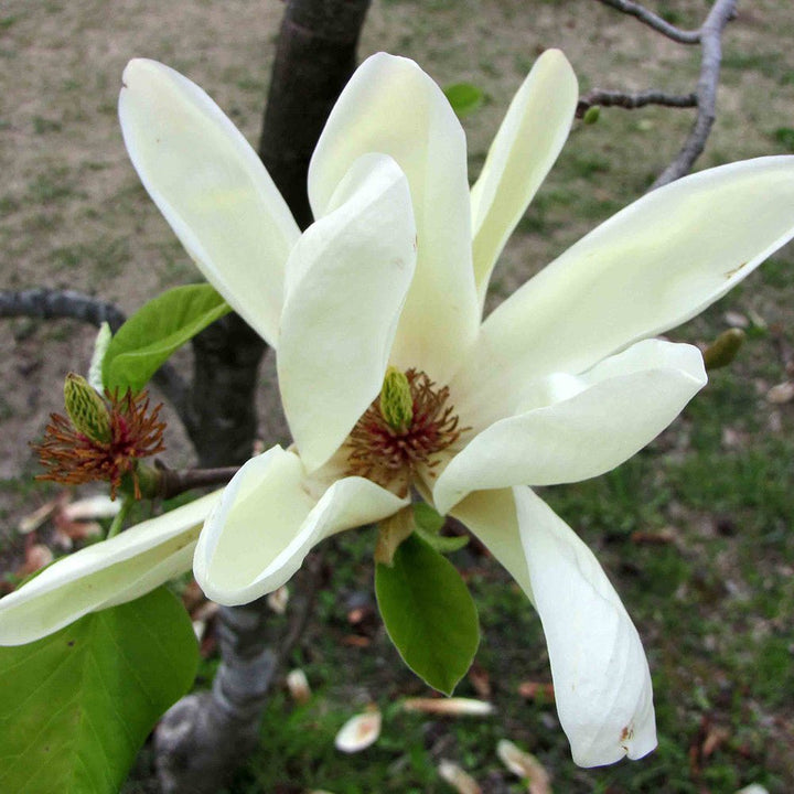 Cucumber Tree (Magnolia acuminata) - Monticello Shop