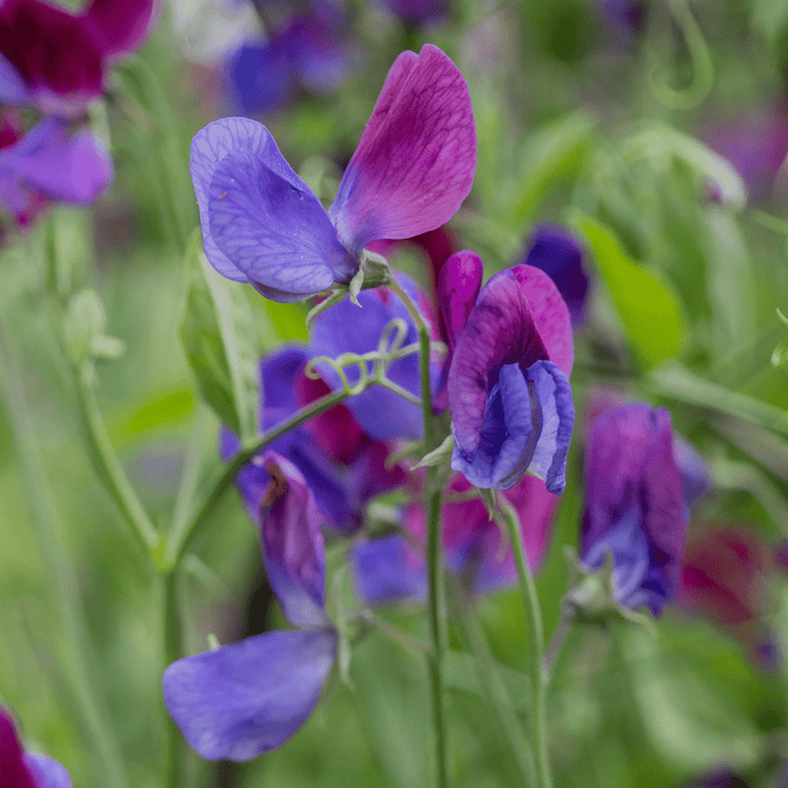 Cupani Sweet Pea Seeds (Lathyrus odoratus) - Monticello Shop