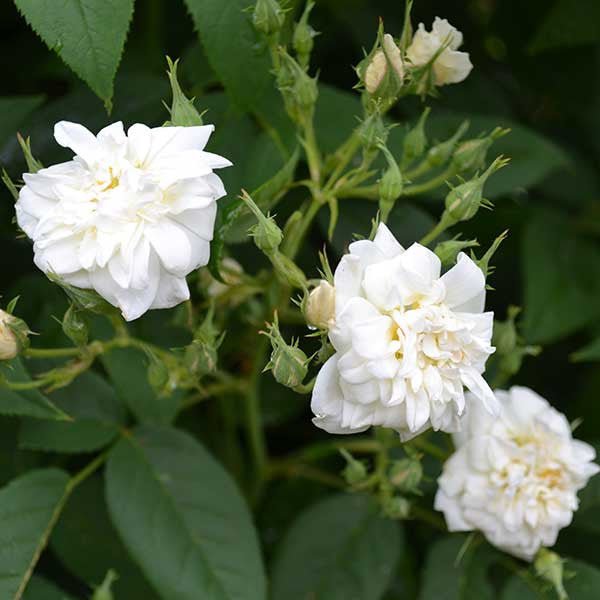 rosa moschata seed Double Musk Rose (Rosa moschata plena)