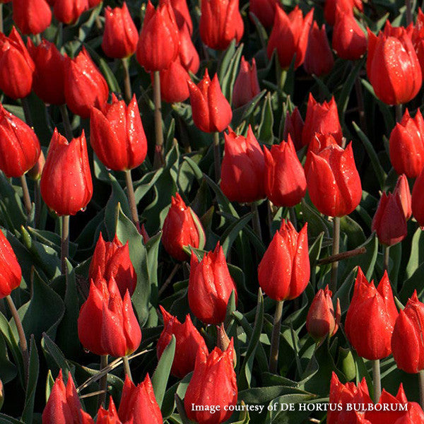 Image Văn Đức image beautiful image beautiful image beautiful image beautiful - Duc van Tol Scarlet Tulip (Tulipa cv.) – Monticello Shop