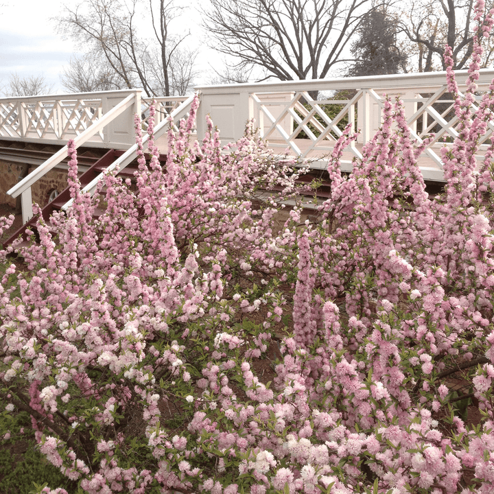 Dwarf Flowering Almond (Prunus glandulosa 'Rosea Plena') - Monticello Shop