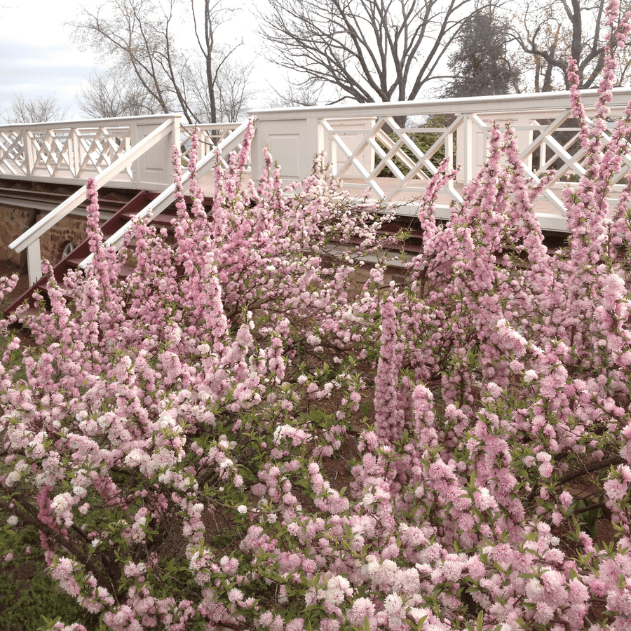 Dwarf Flowering Almond (Prunus glandulosa 'Rosea Plena') - Monticello Shop