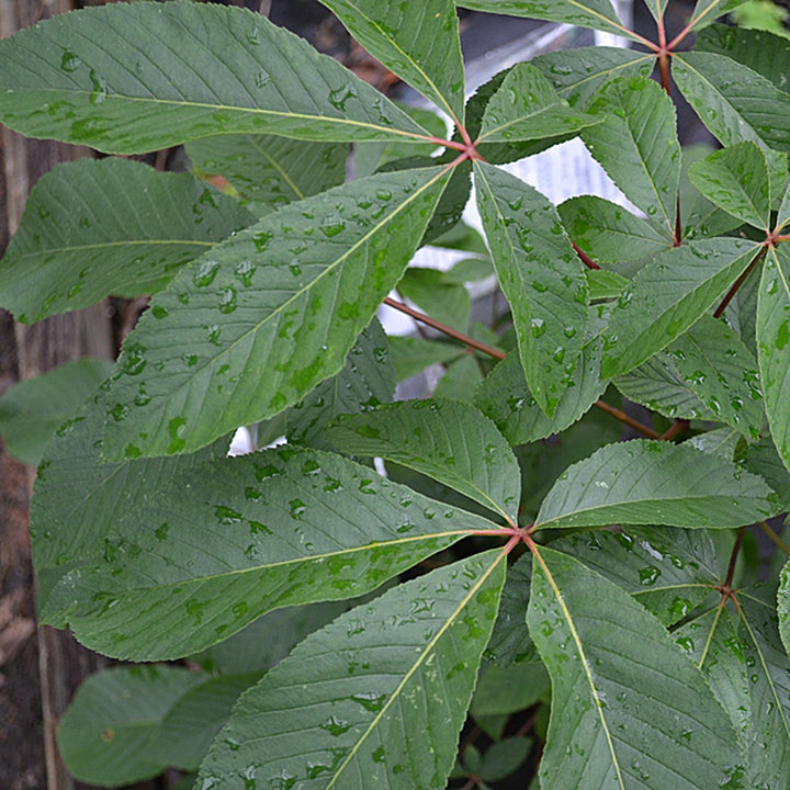 Dwarf Red Buckeye (Aesculus pavia 'Humilis') - Monticello Shop