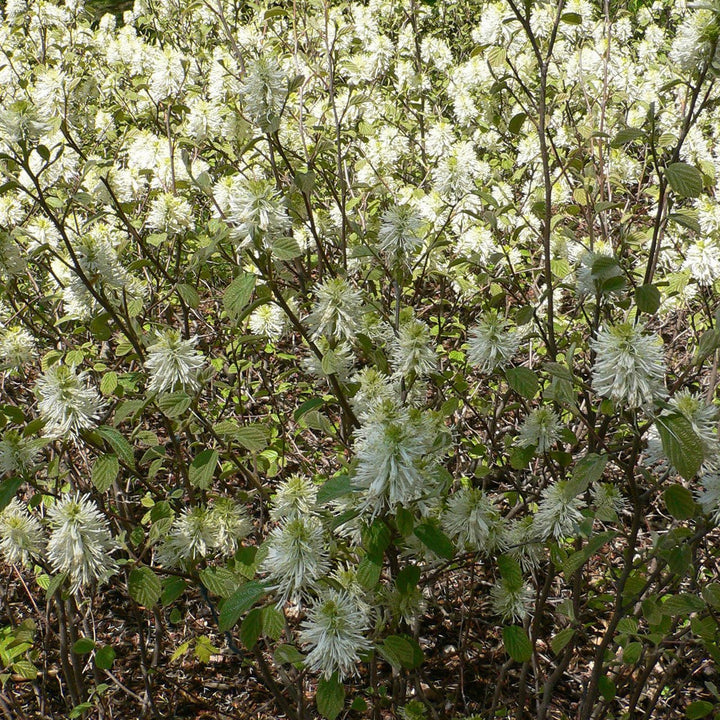 Dwarf Witch Alder (Fothergilla gardenii) - Monticello Shop