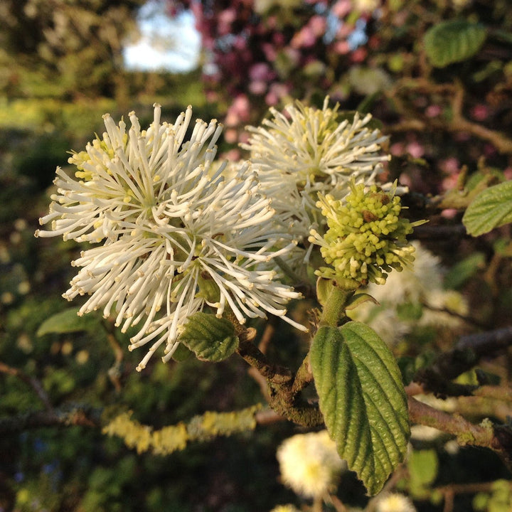 Dwarf Witch Alder (Fothergilla gardenii) - Monticello Shop