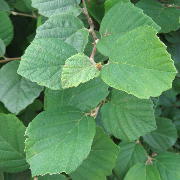 Dwarf Witch Alder (Fothergilla gardenii) - Monticello Shop