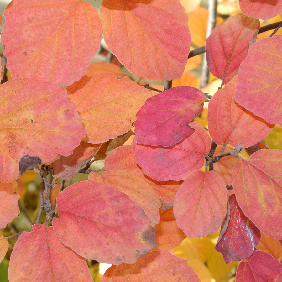 Dwarf Witch Alder (Fothergilla gardenii) - Monticello Shop