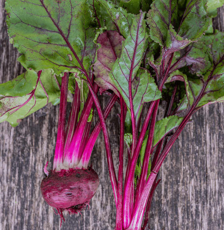 Early Blood Turnip - rooted Beet Seeds (Beta vulgaris cv.) - Monticello Shop
