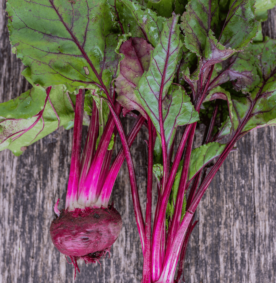 Early Blood Turnip - rooted Beet Seeds (Beta vulgaris cv.) - Monticello Shop