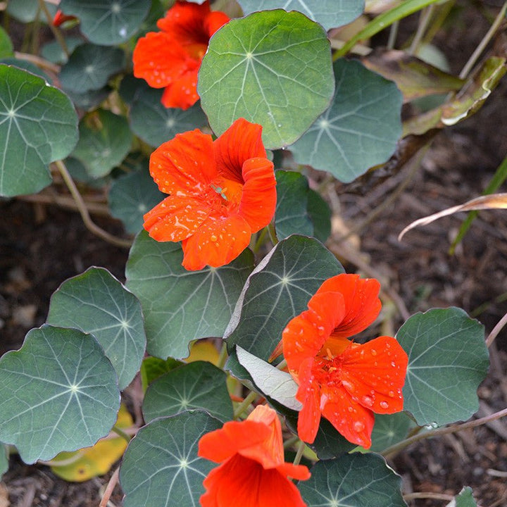 Empress of India Nasturtium Seeds (Tropaeolum minus cv.) - Monticello Shop