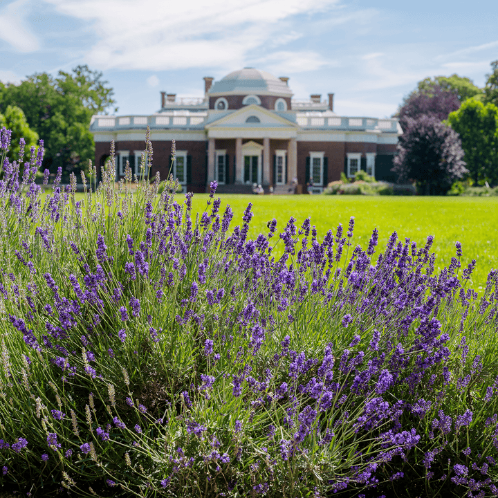 English Lavender (Lavandula angustifolia) - Monticello Shop