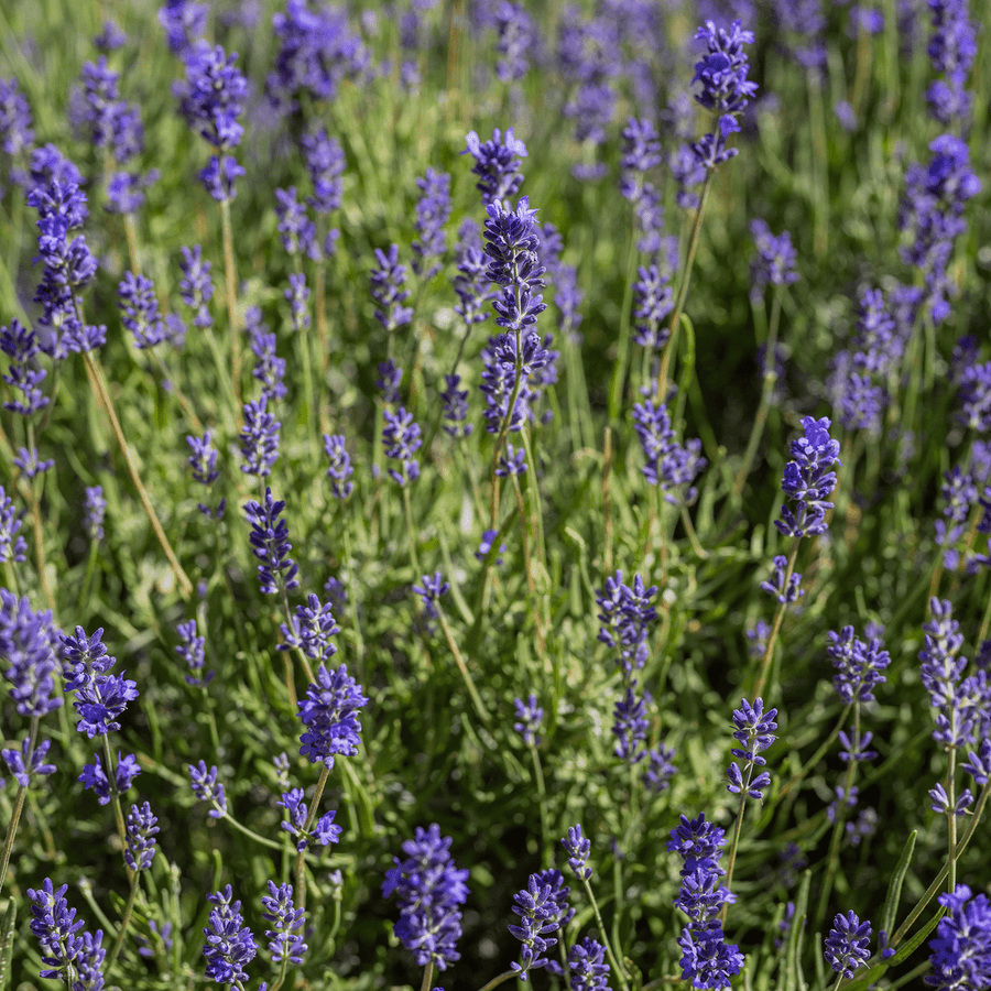 English Lavender (Lavandula angustifolia) - Monticello Shop