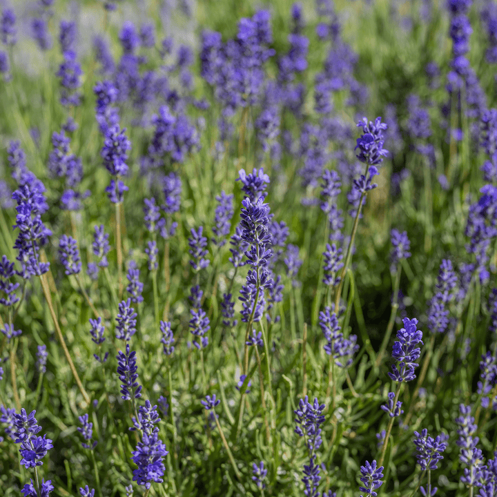 English Lavender (Lavandula angustifolia) - Monticello Shop
