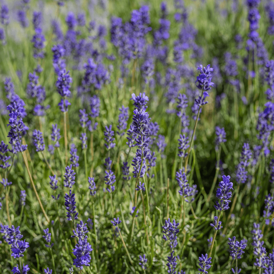 English Lavender (Lavandula angustifolia) - Monticello Shop