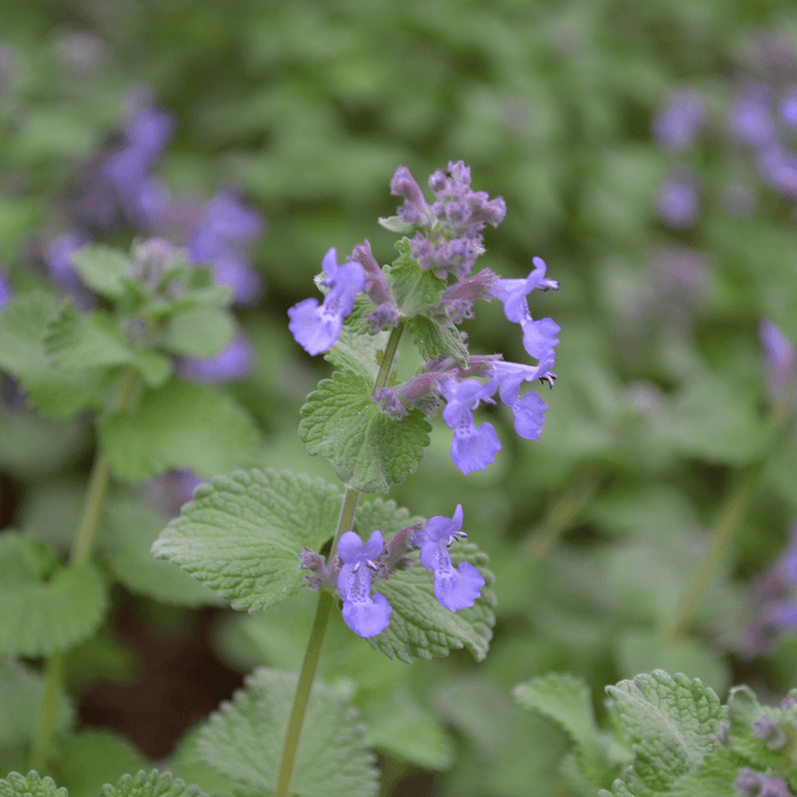 Faassen's Catmint (Nepeta x faassenii) - Monticello Shop