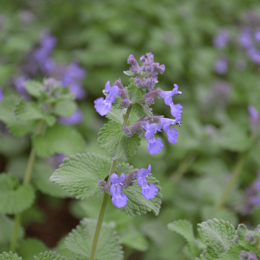 Faassen's Catmint (Nepeta x faassenii) - Monticello Shop
