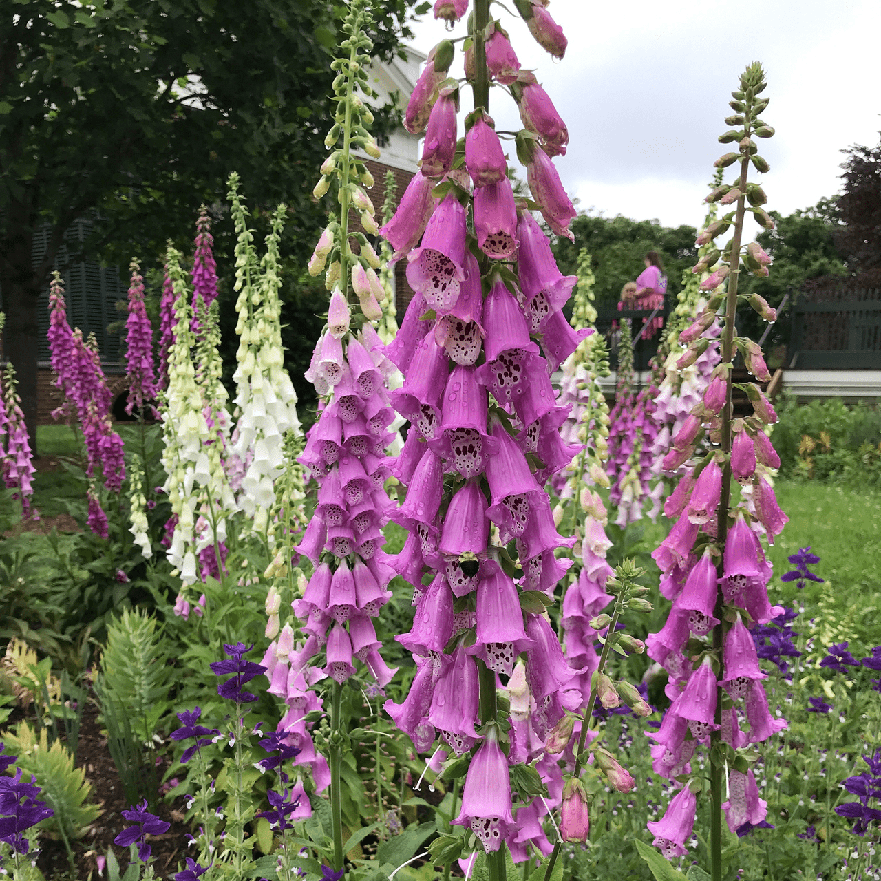 foxglove seed planting process day by day chart of pictures Foxglove Seeds (Digitalis purpurea)