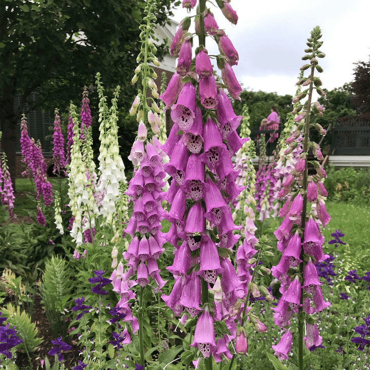 Foxglove Seeds (Digitalis purpurea) - Monticello Shop