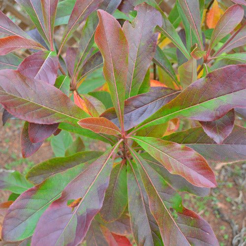 Franklin Tree (Franklinia alatamaha) - Monticello Shop