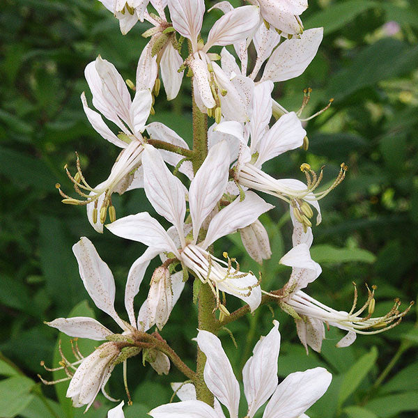 Fraxinella; White Gas Plant (Dictamnus albus)