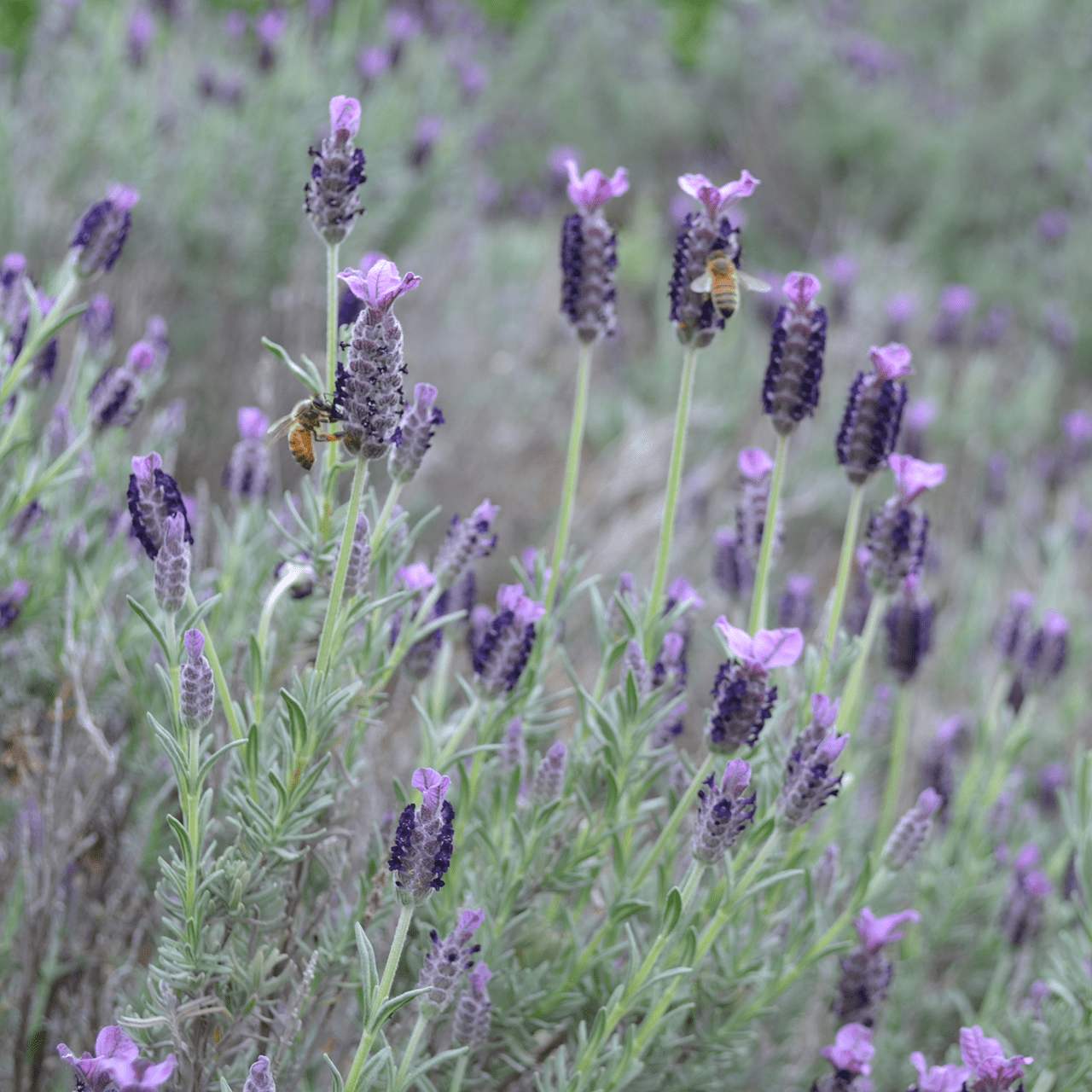spanish french lavender plant French Lavender (Lavandula stoechas)