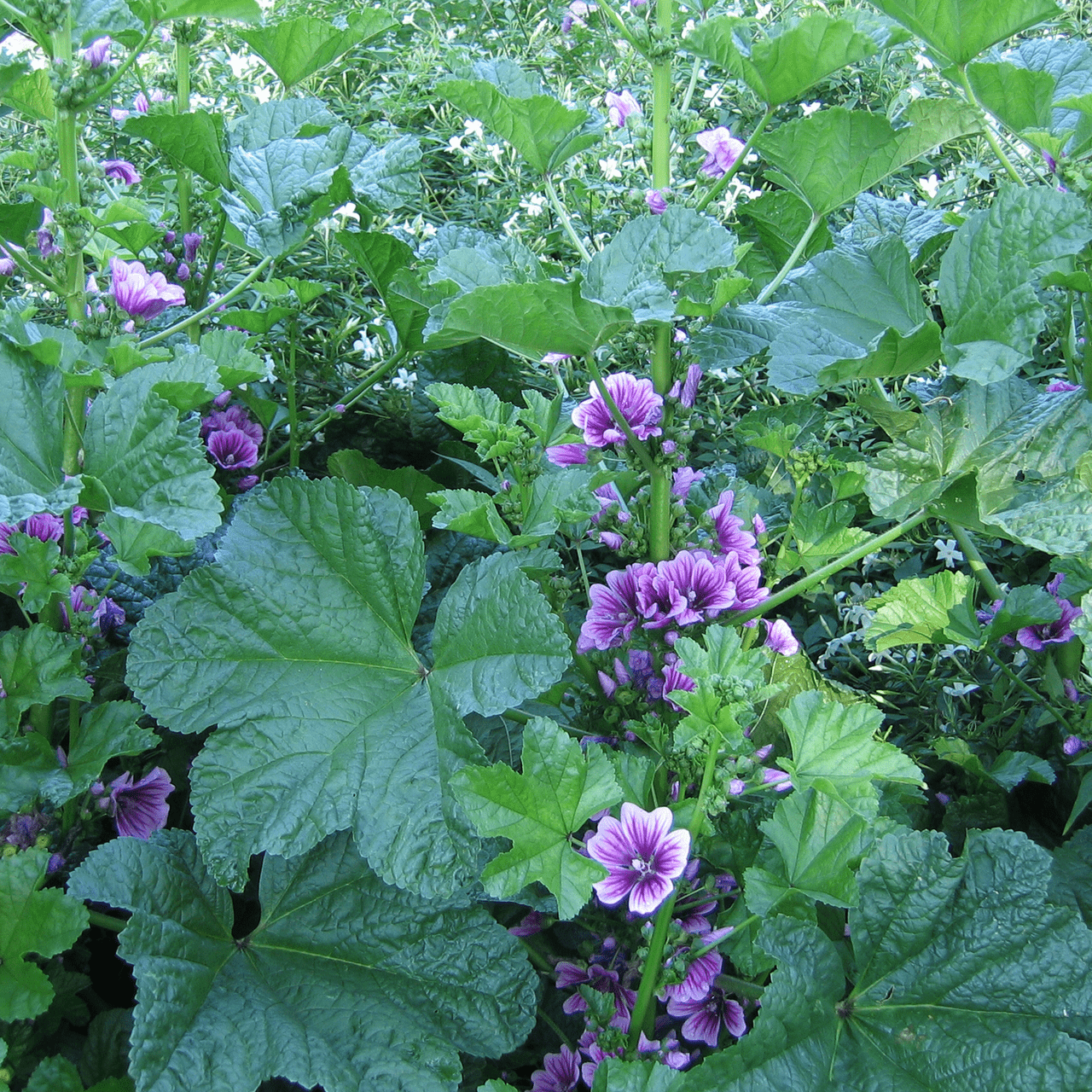 malva flower seeds French Mallow Seeds (Malva sylvestris)