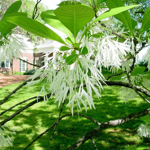Fringe Tree (Chionanthus virginicus) - Monticello Shop