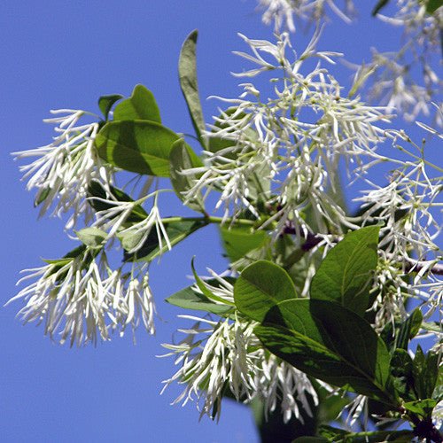 Fringe Tree (Chionanthus virginicus) - Monticello Shop
