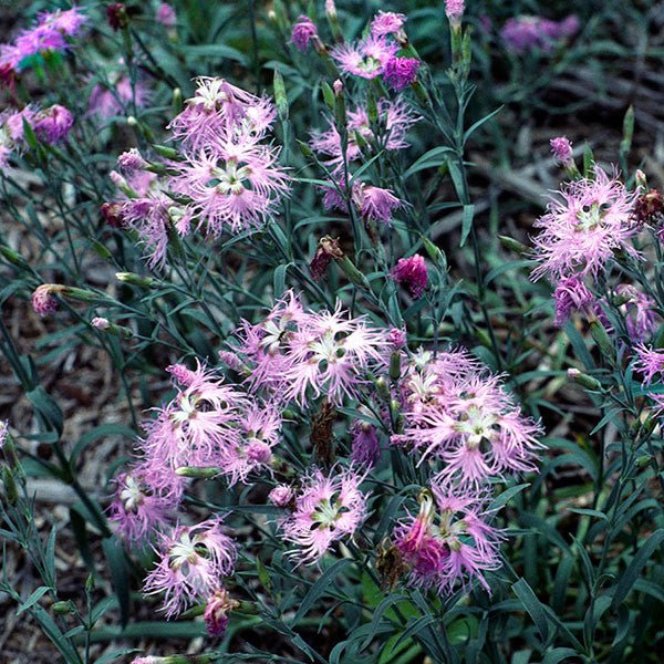 Fringed Pink (Dianthus superbus) - Monticello Shop