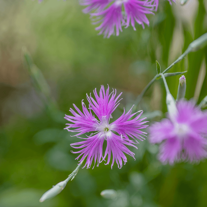Fringed Pink (Dianthus superbus) - Monticello Shop