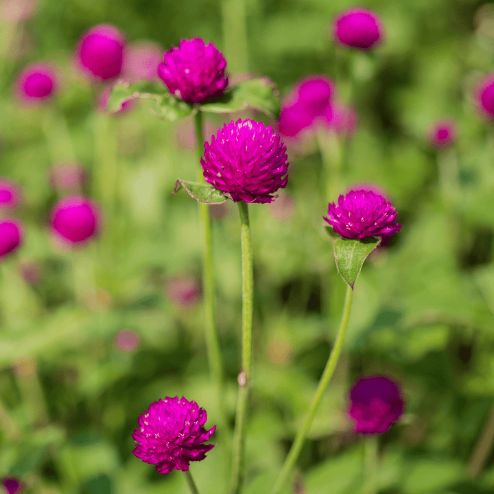 Globe Amaranth Seeds (Gomphrena globosa) - Monticello Shop