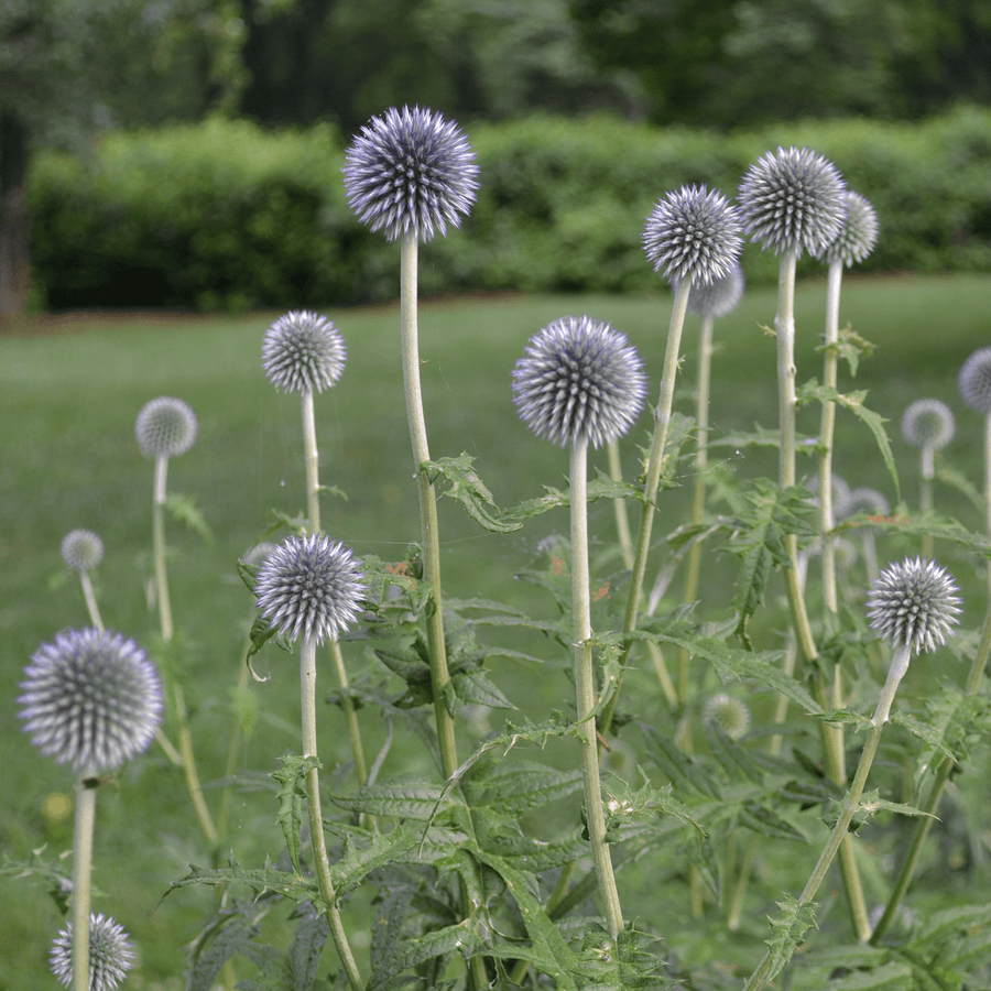 Globe Thistle (Echinops ritro) - Monticello Shop
