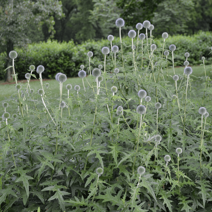 Globe Thistle (Echinops ritro) - Monticello Shop
