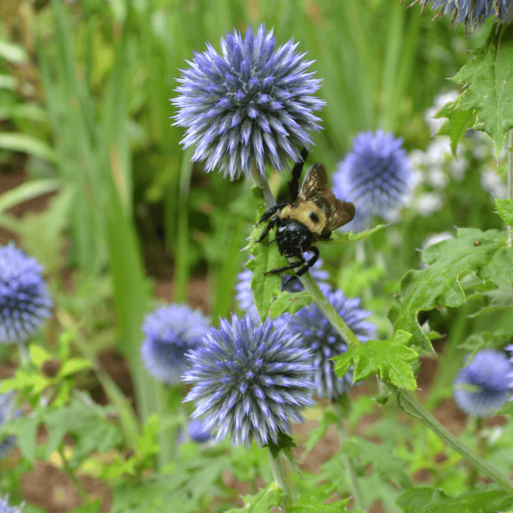 Globe Thistle (Echinops ritro) - Monticello Shop