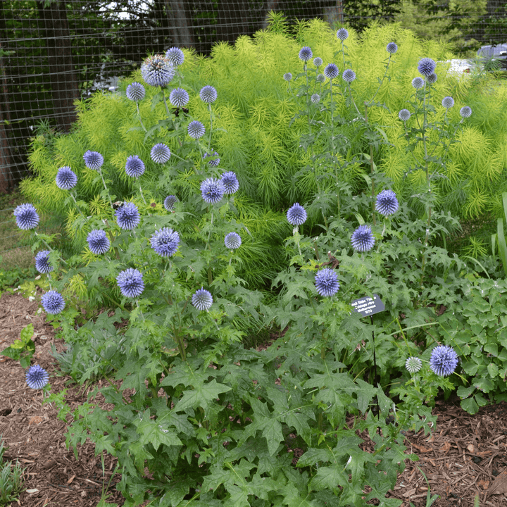 Globe Thistle (Echinops ritro) - Monticello Shop