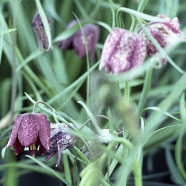 Guinea Hen Flower; Checkered Lily (Fritillaria meleagris) - Monticello Shop